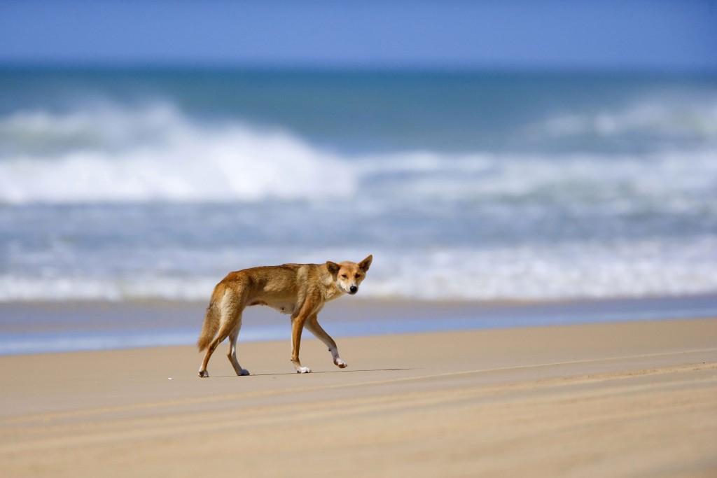 Fraser Island Wedding